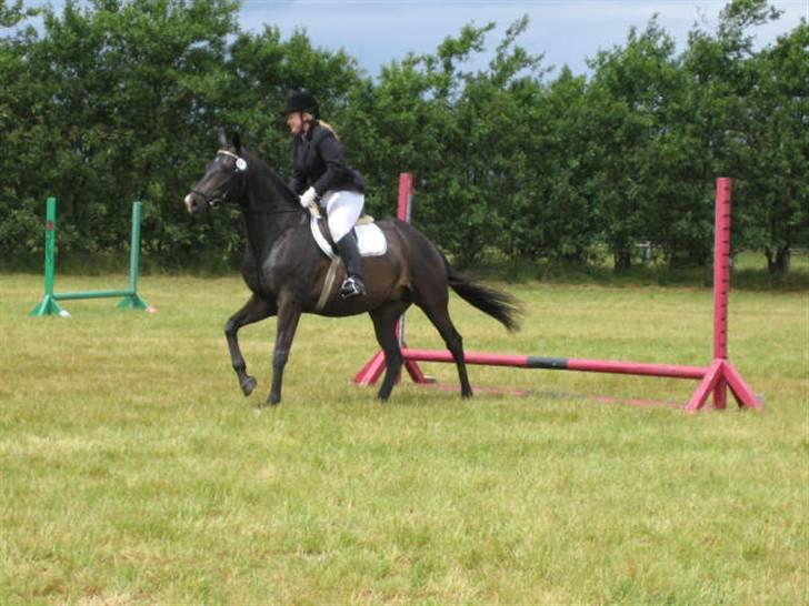 Trakehner Lazio - Det er ikke højden der gør det(o: Vi havde det rigtig sjovt. billede 19
