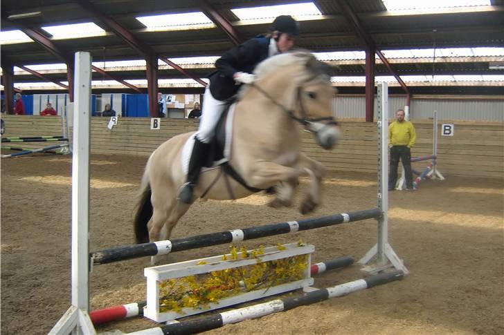 Fjordhest Leonardo  - LD spring. Fotograf: Joan Kvolbæk. billede 15