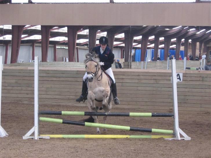 Fjordhest Leonardo  - LD spring. Fotograf: Joan Kvolbæk. billede 16