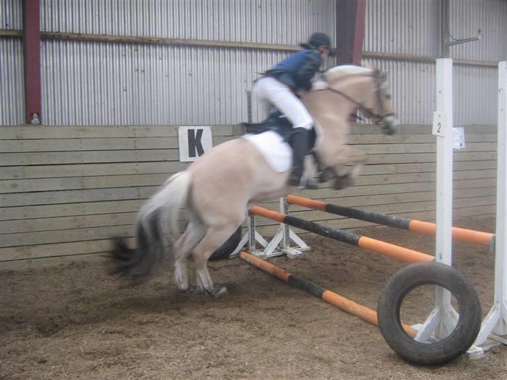 Fjordhest Leonardo  - LD spring. Fotograf: Joan Kvolbæk. billede 17