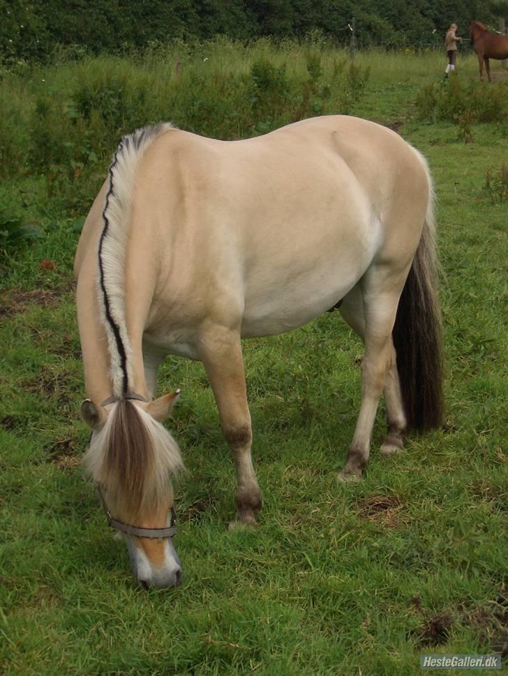 Fjordhest Leonardo  - Leonardo på sommergræs - sommer 07. billede 18