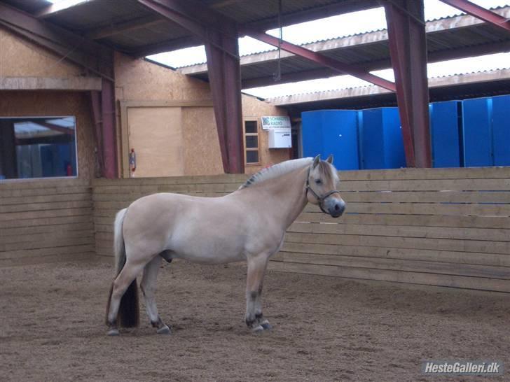 Fjordhest Leonardo  - Leonardo i profil. billede 19