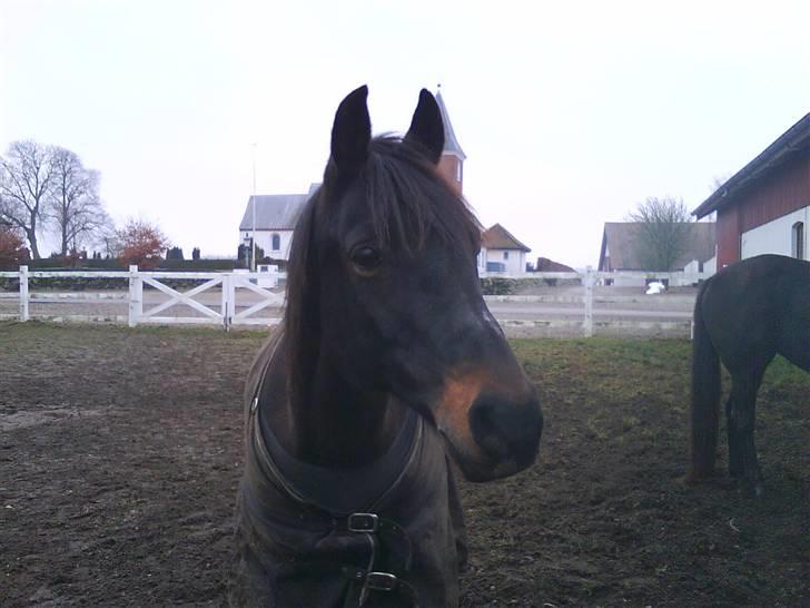 Anglo Araber (AA) Marino Campari Savnet  billede 12