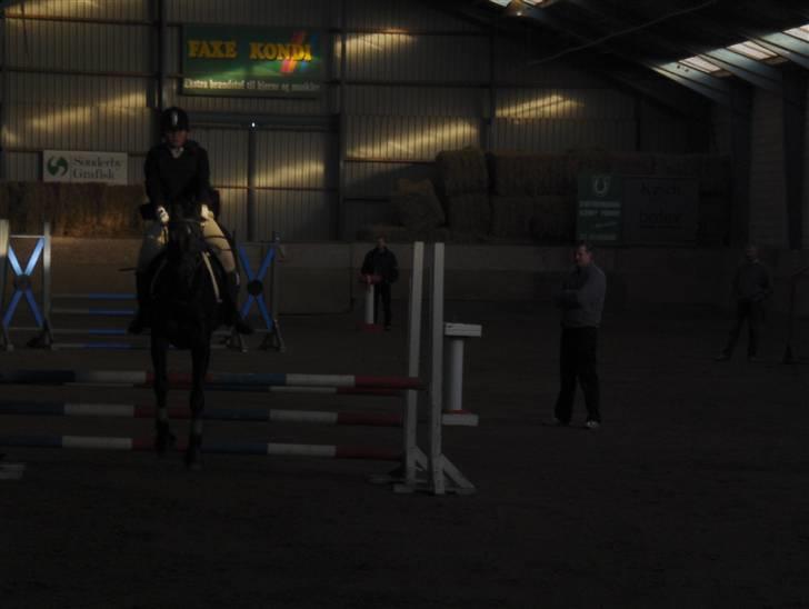 Anglo Araber (AA) Marino Campari Savnet  - Marino og søs igen  billede 16