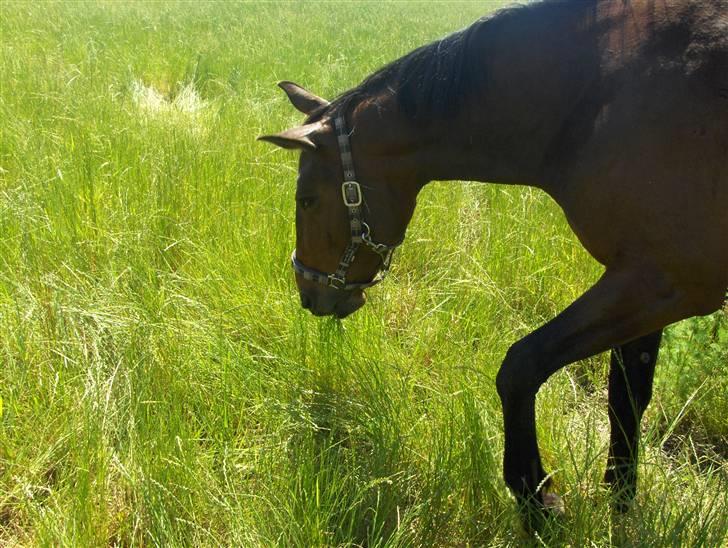 Traver Mille<3 solgt - elsker det billede<3 billede 16