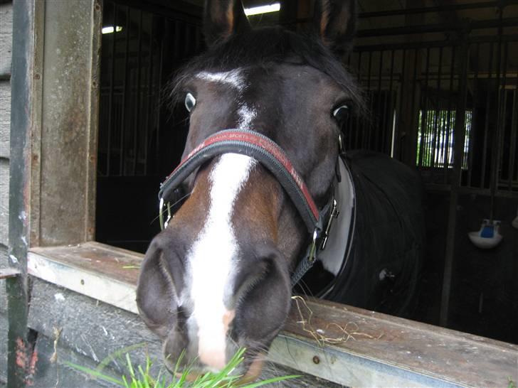 Tysk Sportspony Kiowa 006  - Kiowa , da hun kom .  billede 1