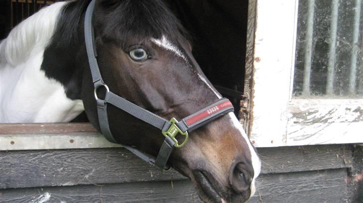 Tysk Sportspony Kiowa 006  - Kiowa <3  billede 2