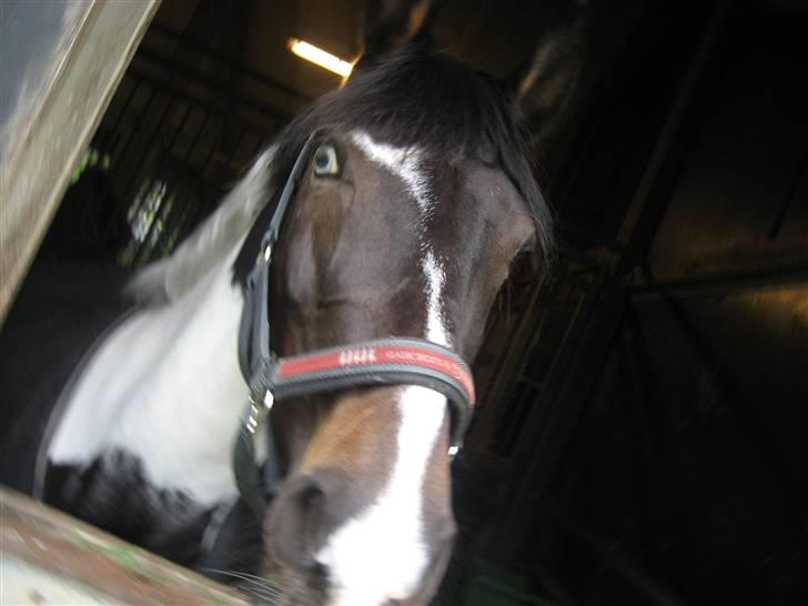 Tysk Sportspony Kiowa 006  - Kiowa <3 billede 3