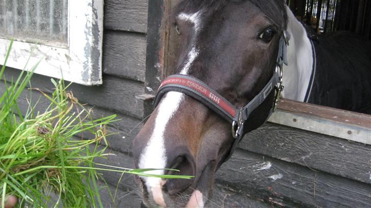 Tysk Sportspony Kiowa 006  - Ummm græs . <3  billede 4