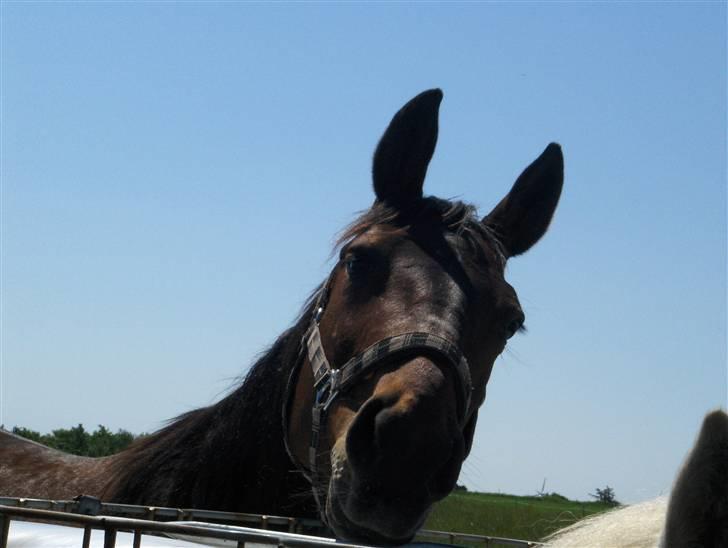 Traver Mille<3 solgt - milles hovde<3 billede 17