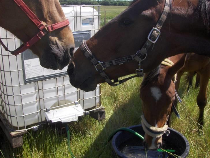 Traver Mille<3 solgt - tosser<3 billede 18