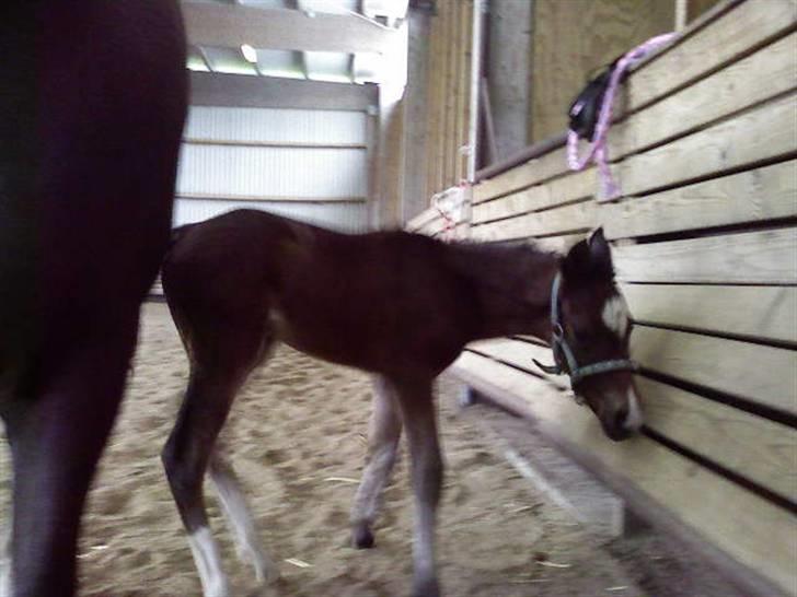 Welsh Partbred (Sec F) *Merchi*  solgt - Miig i ridehuset. 1 dag gammel billede 6