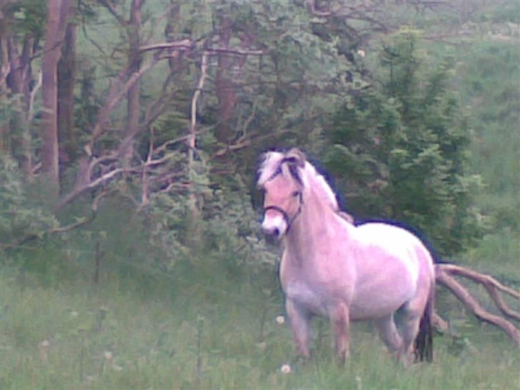 Fjordhest Clausen - HEJ!!! billede 5