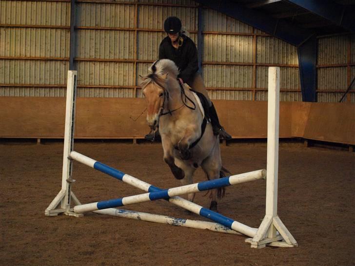 Fjordhest Clausen - FOTO: Mette Bendt VE 08/09 billede 6