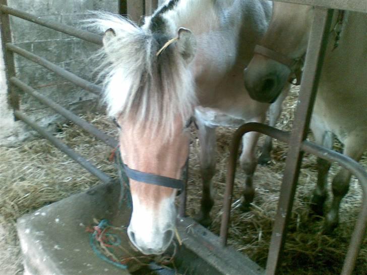 Fjordhest Clausen - MAD!!!!!!!!!!!!!! billede 7