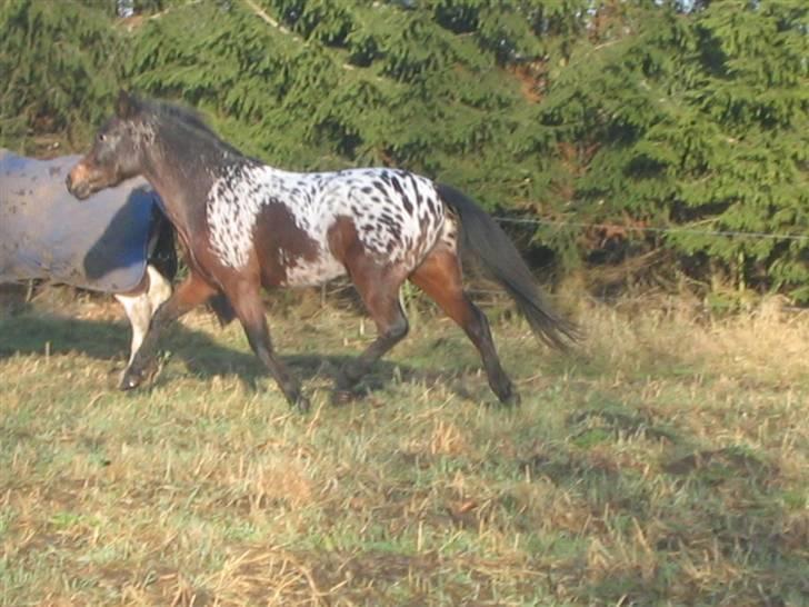 Knabstrupper Makron - <3 billede 2