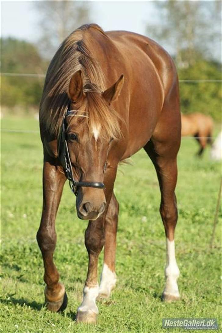 Welsh Cob (sec D) *Gaiety* solgt - Prinsessen 2008 sommergræs billede 8