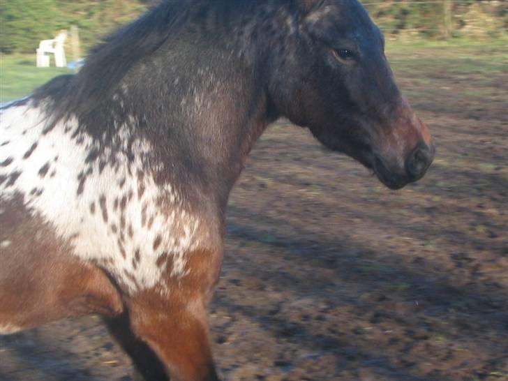 Knabstrupper Makron - VERDENS SMUKKESTE PONY. <3 billede 3