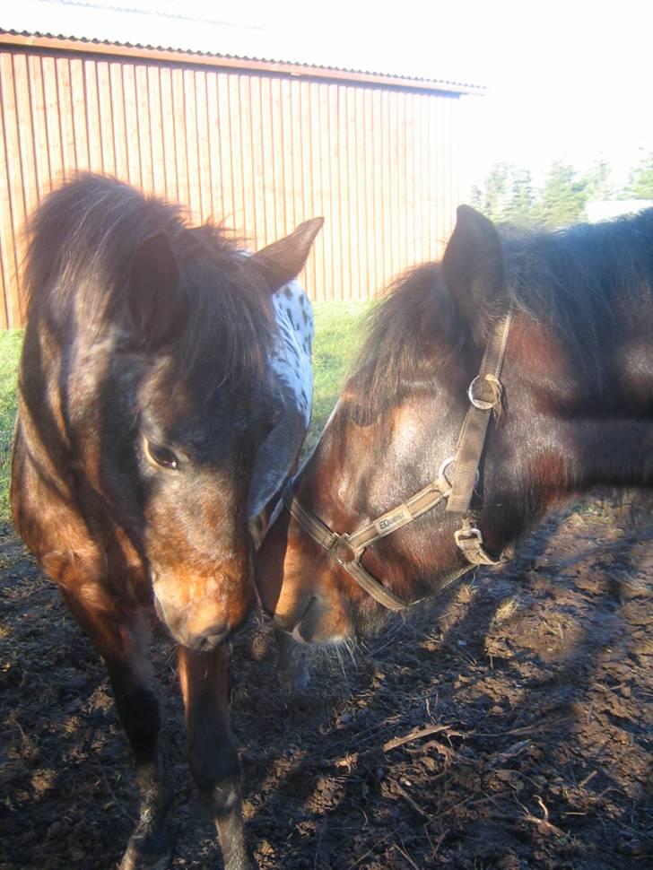 Knabstrupper Makron - Makron & hans bedsteven Loke. billede 4