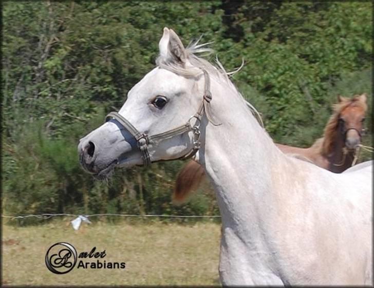 Arabisk fuldblod (OX) HA Serafin - SOLGT - Juni 2007 billede 13