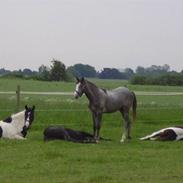 Pinto Horsebjerg Alastair