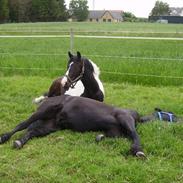 Pinto Horsebjerg Alastair