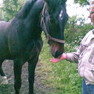 Oldenborg Højgårds Nemo