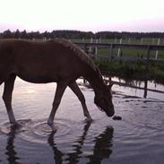 Dansk Varmblod Stenkærgårds Gibsy
