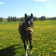 Anden særlig race » Malou.