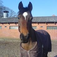 Anden særlig race » Malou.