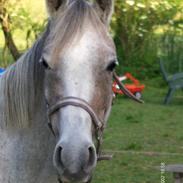 Arabisk fuldblod (OX) Silver Helena