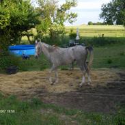 Arabisk fuldblod (OX) Silver Helena