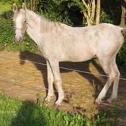 Arabisk fuldblod (OX) Silver Helena