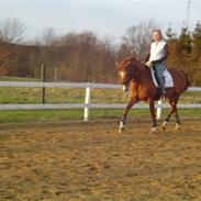 Dansk Varmblod Nikita Lindgaard