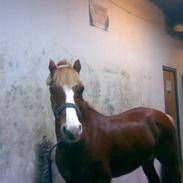 Welsh Pony af Cob-type (sec C) Faxi (solgt)
