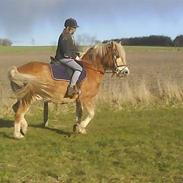 Haflinger bailley<33rider ikke mere