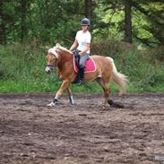 Haflinger Bailey af Fredensberg