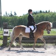 Haflinger Bailey af Fredensberg