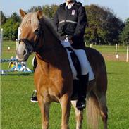 Haflinger Bailey af Fredensberg