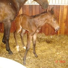 Dansk Varmblod Chester 