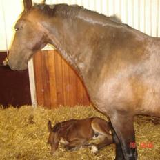 Dansk Varmblod Chester 