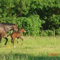 Dansk Varmblod Chester 