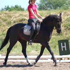 Hollandsk Sportspony Timmy Boy 'Solgt'