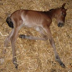 Anden særlig race Texas Little Loving † DØD