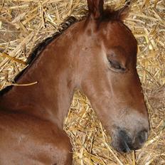 Anden særlig race Texas Little Loving † DØD