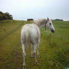 Shagya Araber (SH) Piccolo