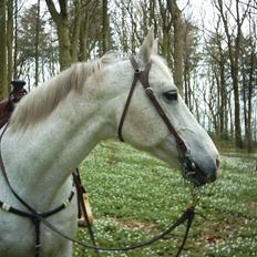 Shagya Araber (SH) Piccolo