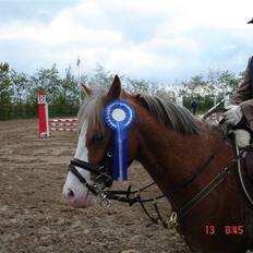 Welsh Pony af Cob-type (sec C) Bastiaan (SOLGT) 