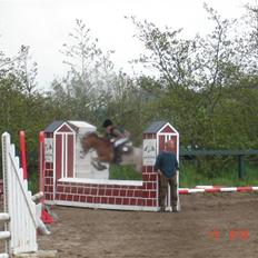 Welsh Pony af Cob-type (sec C) Bastiaan (SOLGT) 