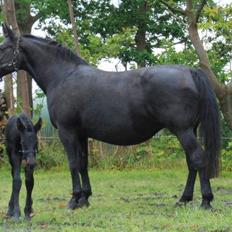 Oldenborg *Ravnholts MITZI*